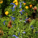 Salvia patens 'Blue Angel' (2)